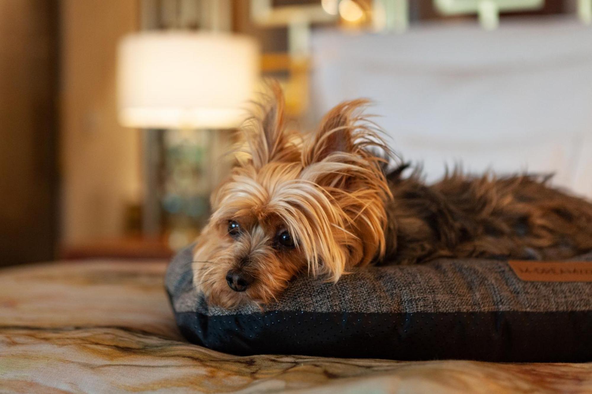 Wine & Books Lisboa Hotel المظهر الخارجي الصورة A Yorkshire Terrier